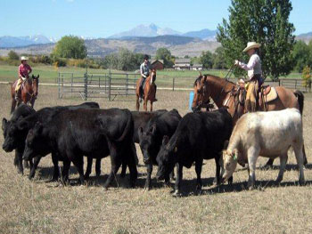 Be Quick Feed & Farrier