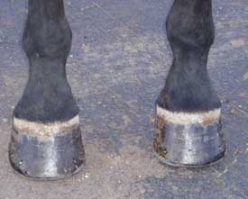 Shoeing Consultation